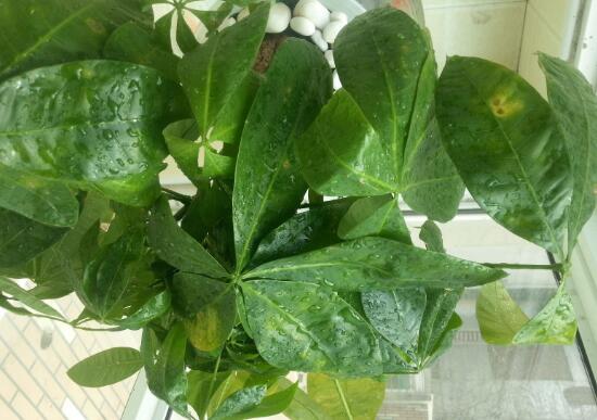 发财树的叶子发黄斑病变,发财树长黄斑叶子变黄是什么原因