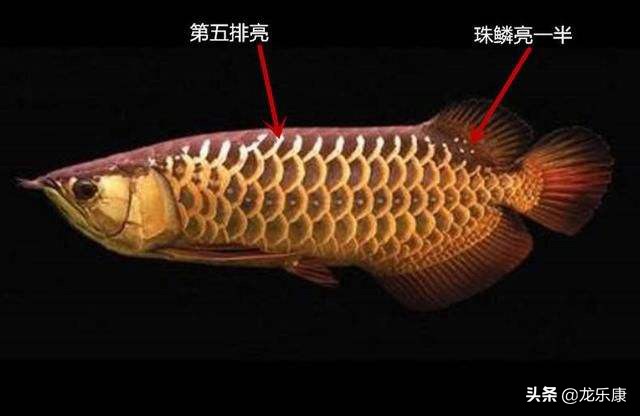 龙鱼的基础知识,龙鱼怎样分中高过背