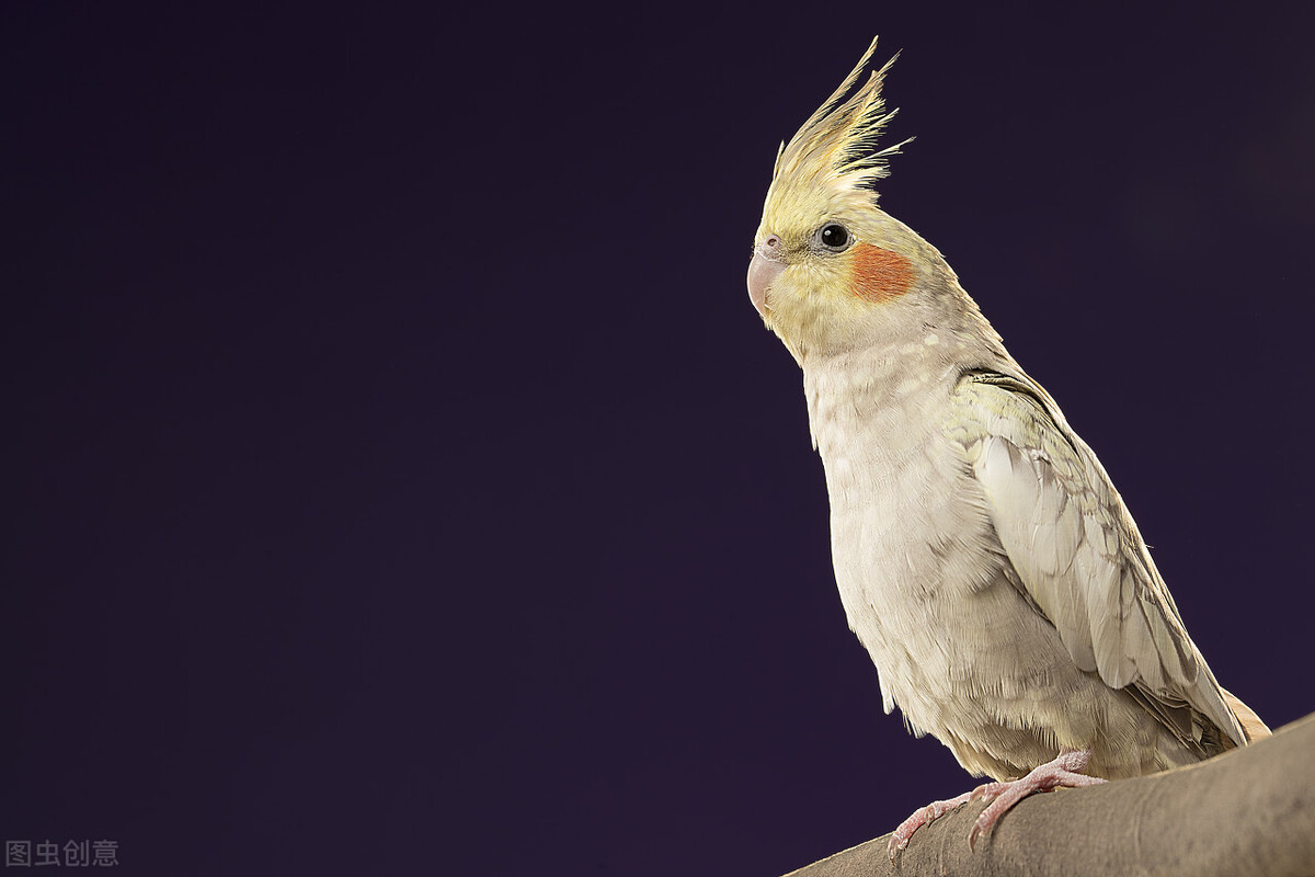 鹦鹉孵化期间拉稀是什么原因,养鹦鹉随处大便怎么办