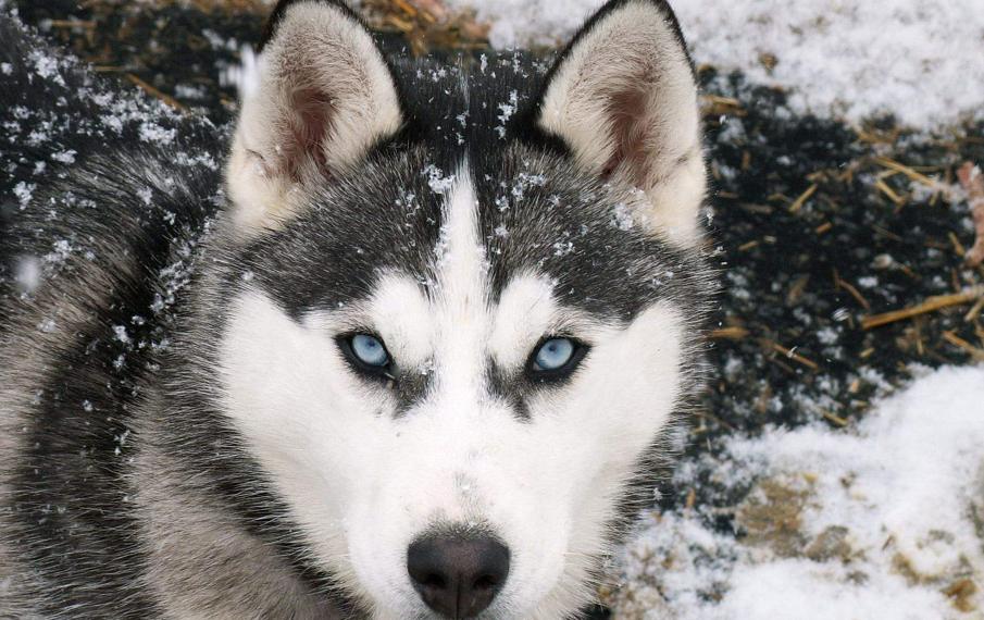 阿拉斯加和哈士奇它们的区别在哪里，谁更值钱一些呢，你喜欢哪个