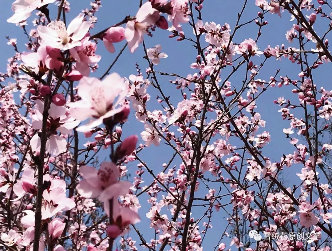 李晓云思茅,李晓云发过的作品