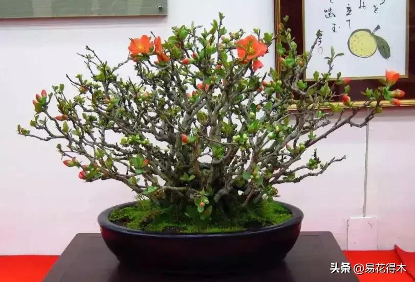 日本长寿梅欣赏,日本长寿梅盆景枝条养护
