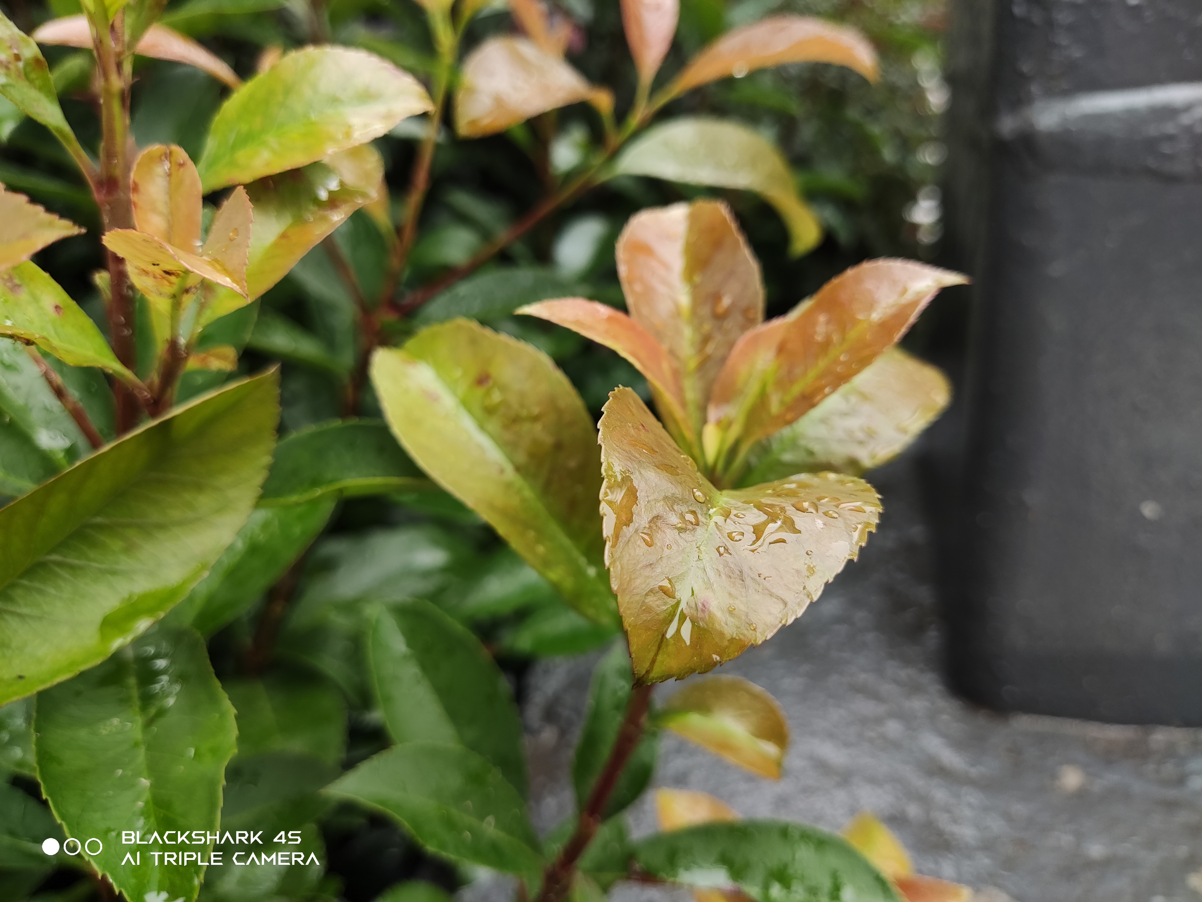 黑鲨4s120w快充,黑鲨4s手机测评游戏