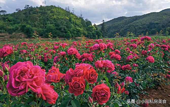 薇娅冻干玫瑰花,薇娅卖的玫瑰花饼