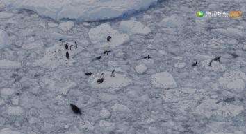 炸裂9.9，BBC再出神片，美得让人脸红