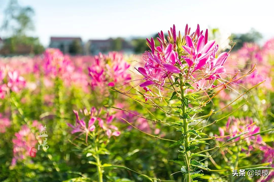 春风十里不如你,这些花海在国庆期间盛放,不要错过了