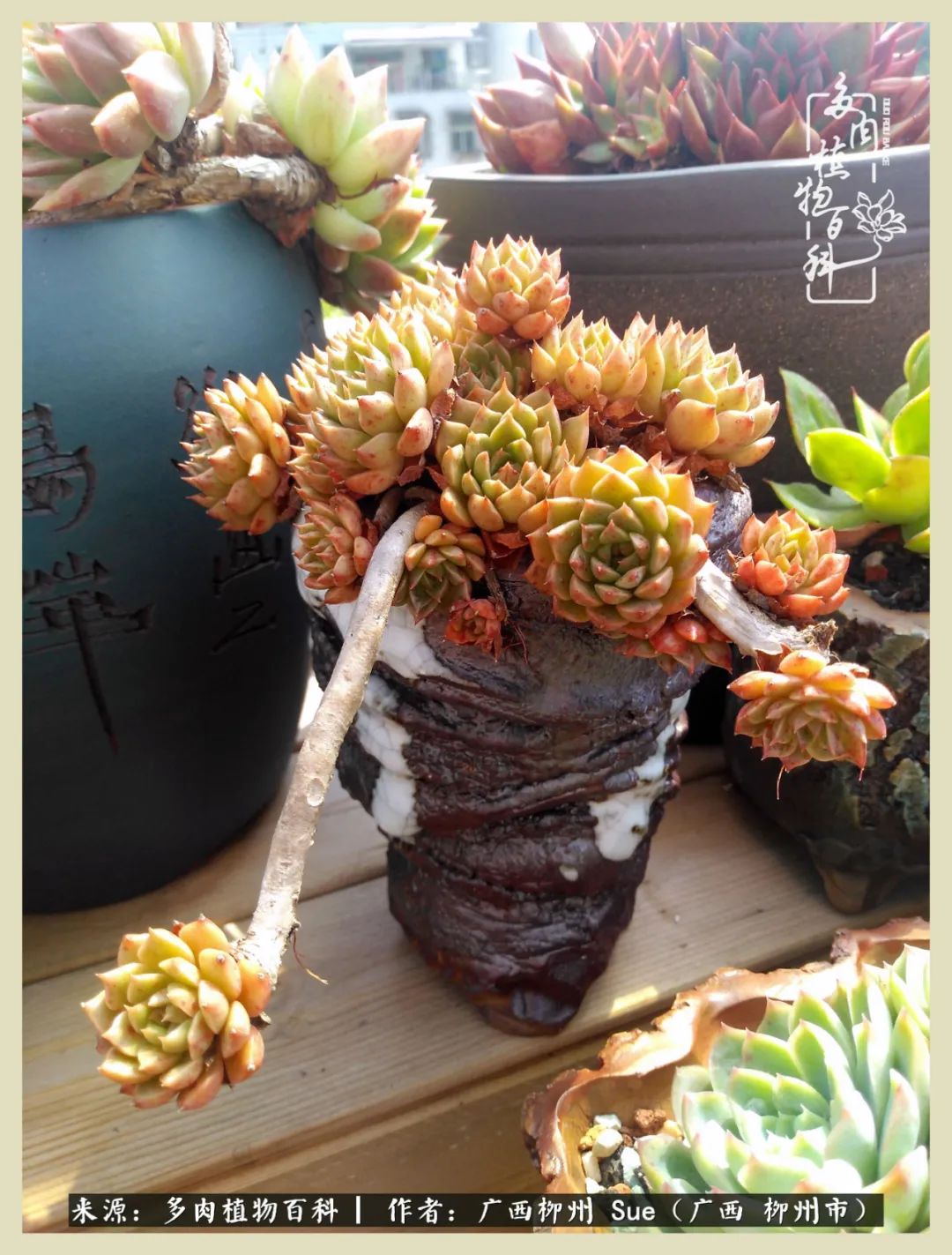 艳阳高照凉爽贵州,我要勤快地捕捉美好!(二)