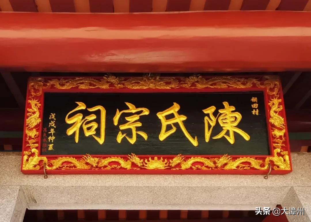 千年奇特龙眼树,山上老龙眼树