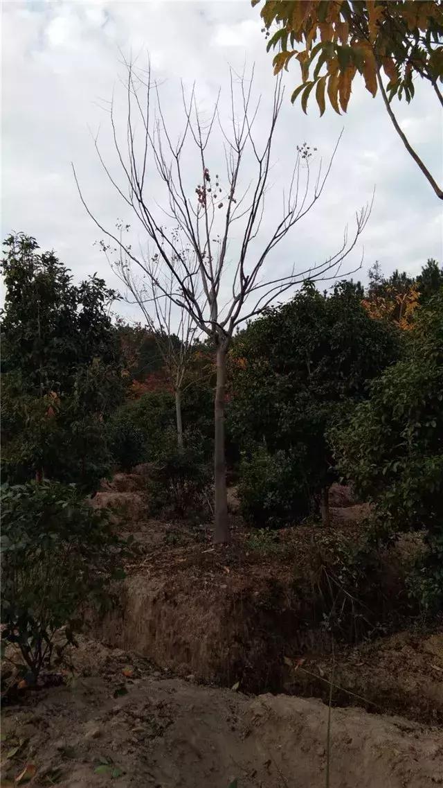 「苗木通新晋会员」湖州陈春耕：细节具体、价格适中、售后保障