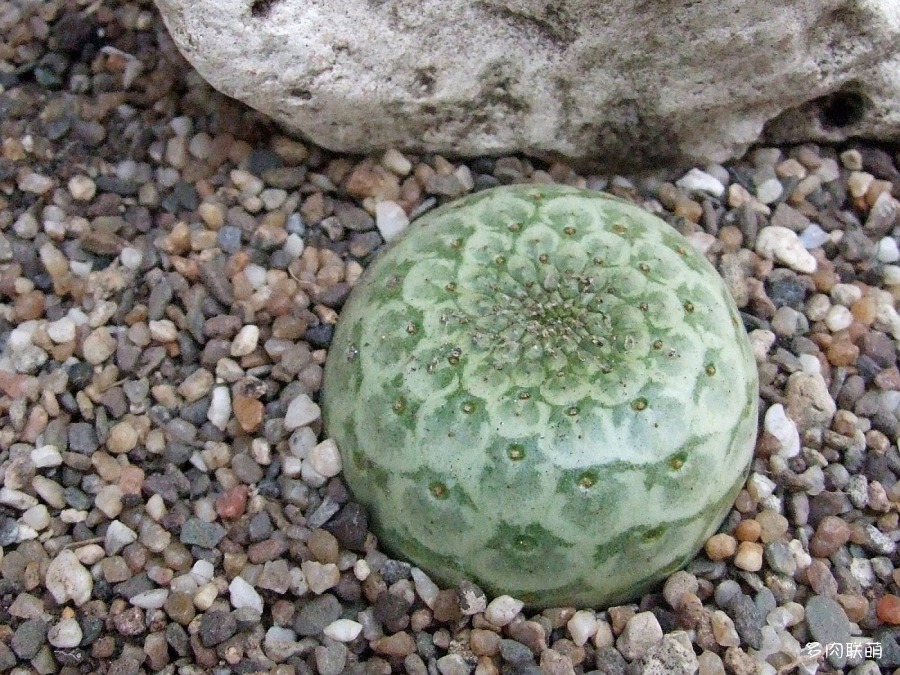 多肉奇趣麒麟好养吗,多肉植物奇葩有趣