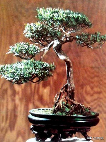 丛林式盆景欣赏,盆景欣赏及制作