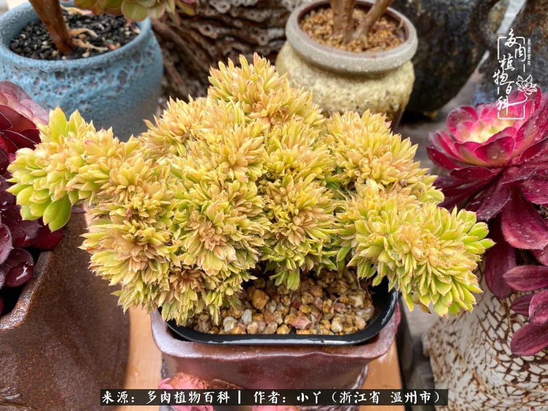 祖上无院家里无矿,一腔浪漫情怀付诸楼顶造花