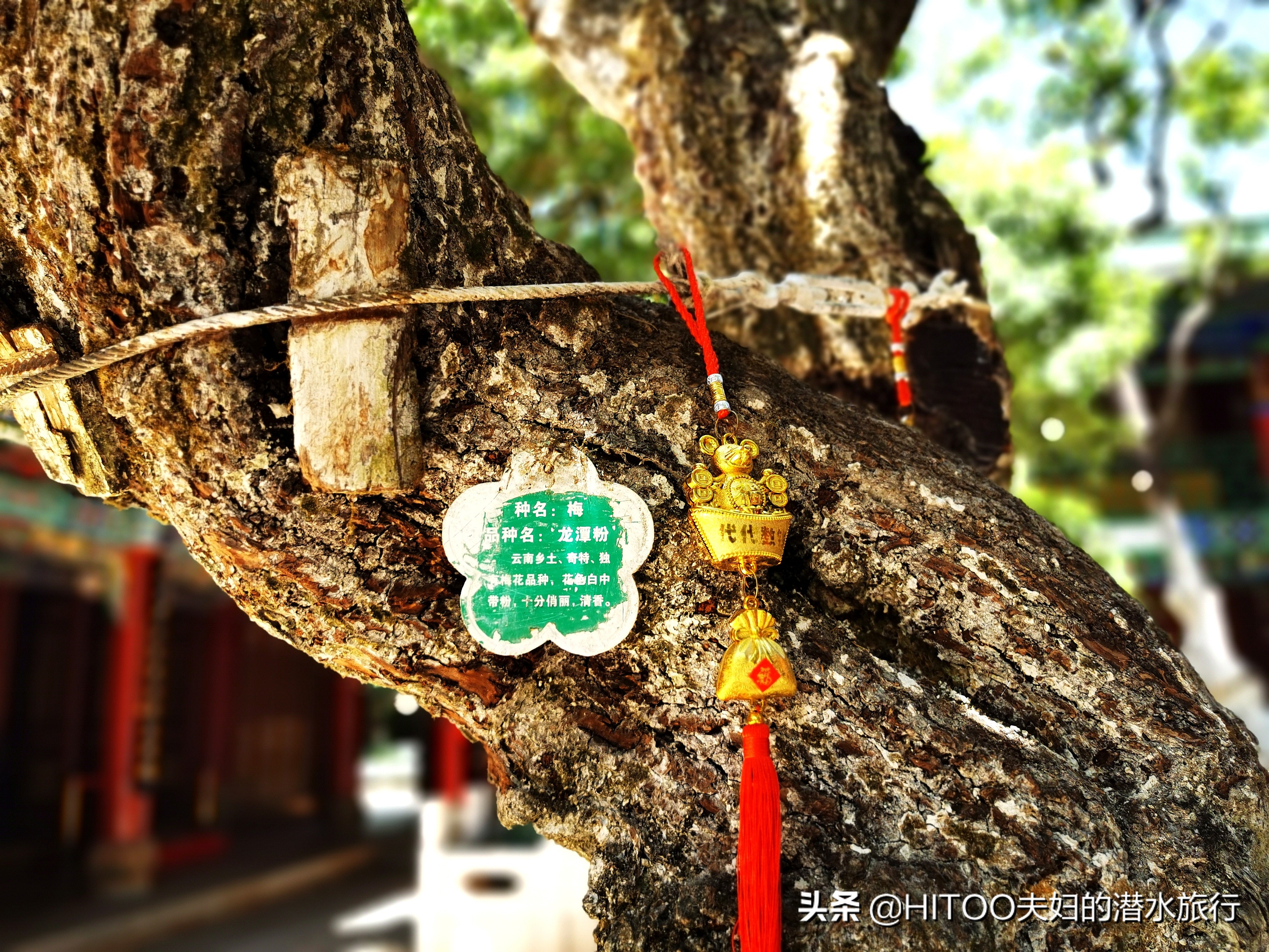先有黑水祠，再有昆明城，来黑龙潭看奇景异木|自驾游记4