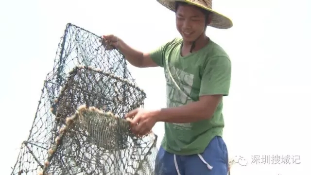 深圳福永黄油蟹做法,深圳正宗黄油蟹