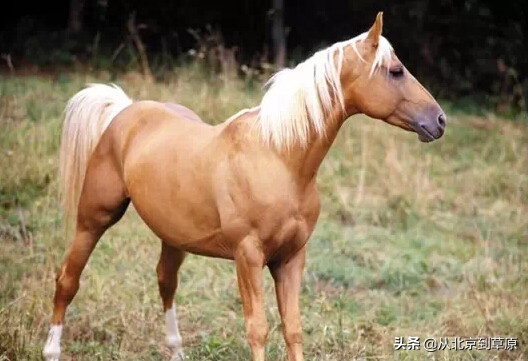 黑色阿拉伯马和蒙古马有什么区别,蒙古马有几个品种