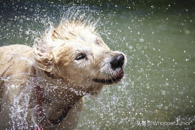 下雨天遛狗狗会生病吗,下雨天不要遛狗