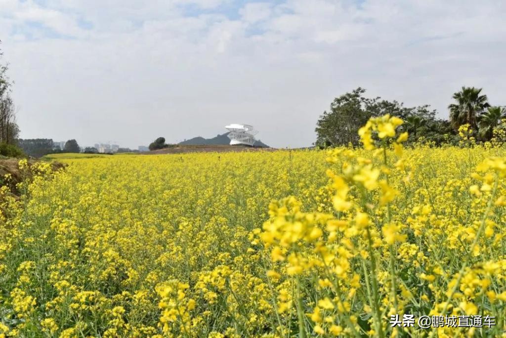 打算在深圳过年的朋友！这个景区推荐给你，田园+小镇+新年