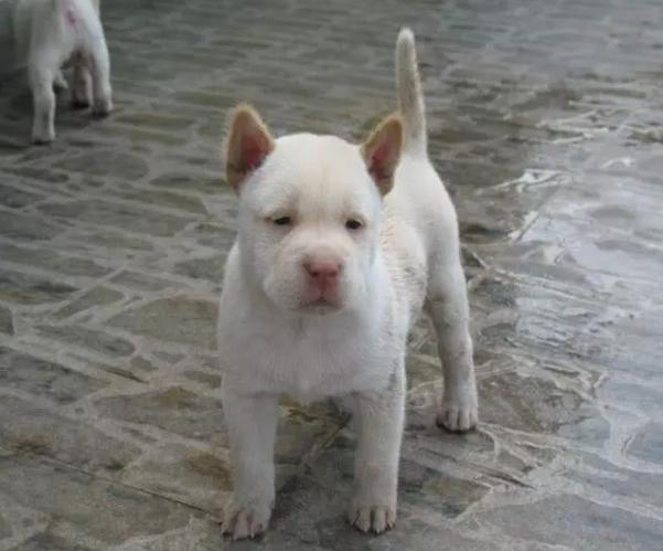 盘点那些可爱又懂事的中华田园犬,中华田园犬从可爱到霸气侧漏