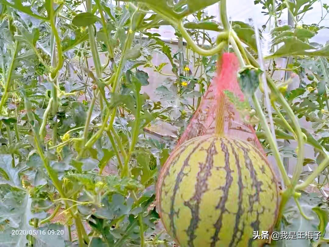 买西瓜时,别只会傻傻用手拍,多加2点,保证挑的西瓜沙又甜