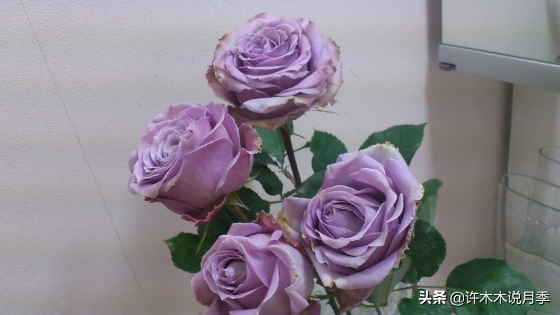 稀有月季蓝色妖姬,颜色比较稀有月季有哪些品种