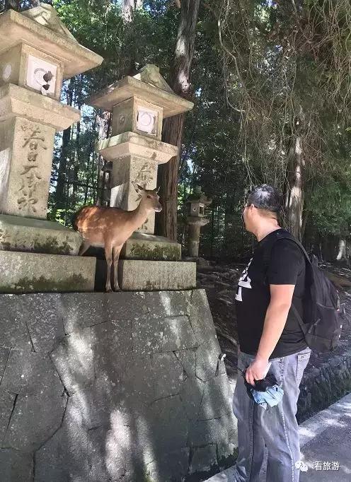 日本六日大阪和东京自由行,日本关西6日游攻略