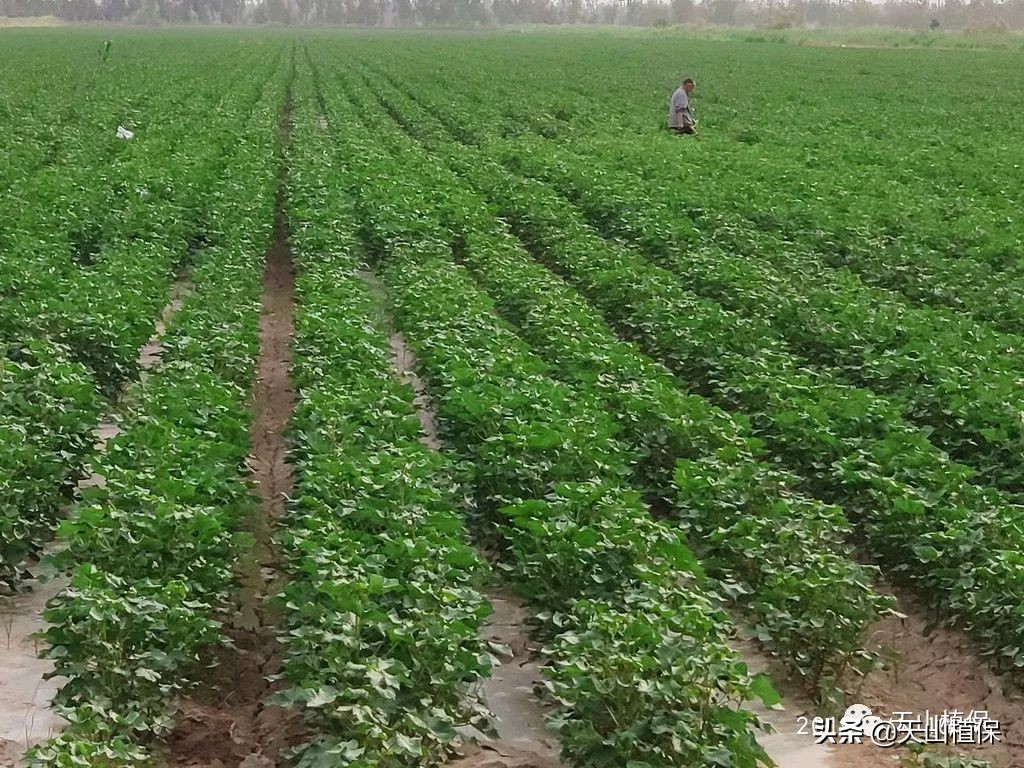 病虫情报第十一期,兵团第七师最新消息