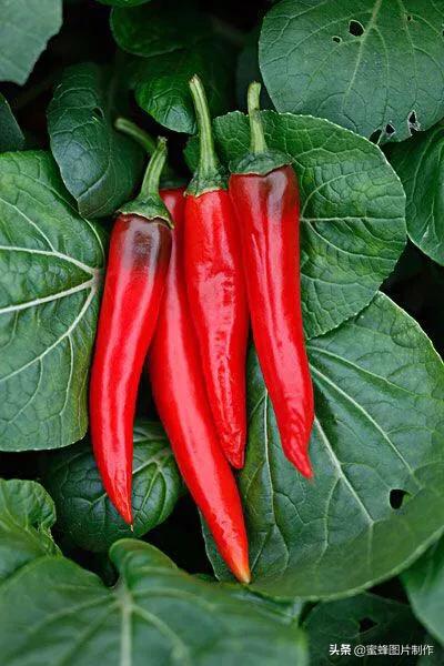 壁纸超清全屏护眼藕壁纸,护眼头像高清壁纸