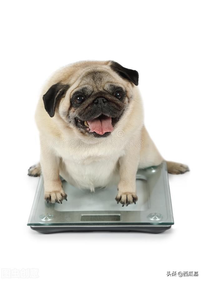 正确饲养宠物犬的合理化建议,喂养宠物狗基础知识