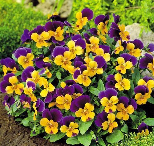 养花养不活用什么办法,新手养花注意事项以及养殖方法