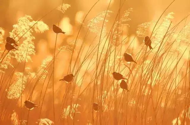 我想你了怎么办视频,我想你了怎么办女声