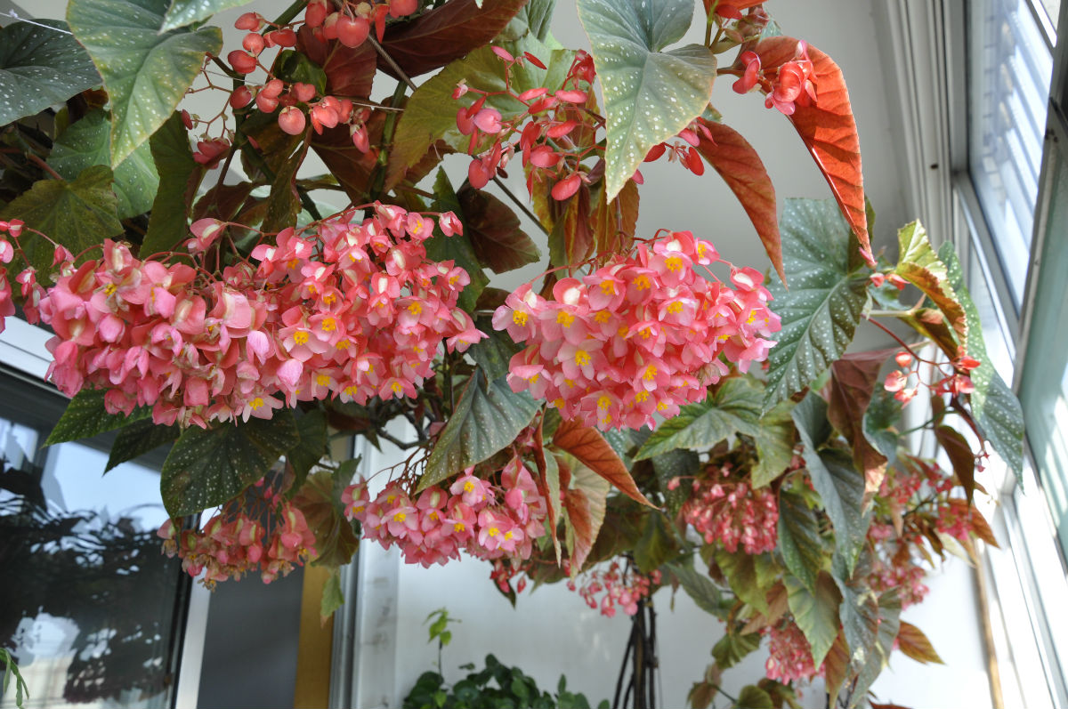 竹节海棠叶子变白了怎么办,竹节海棠叶子发白