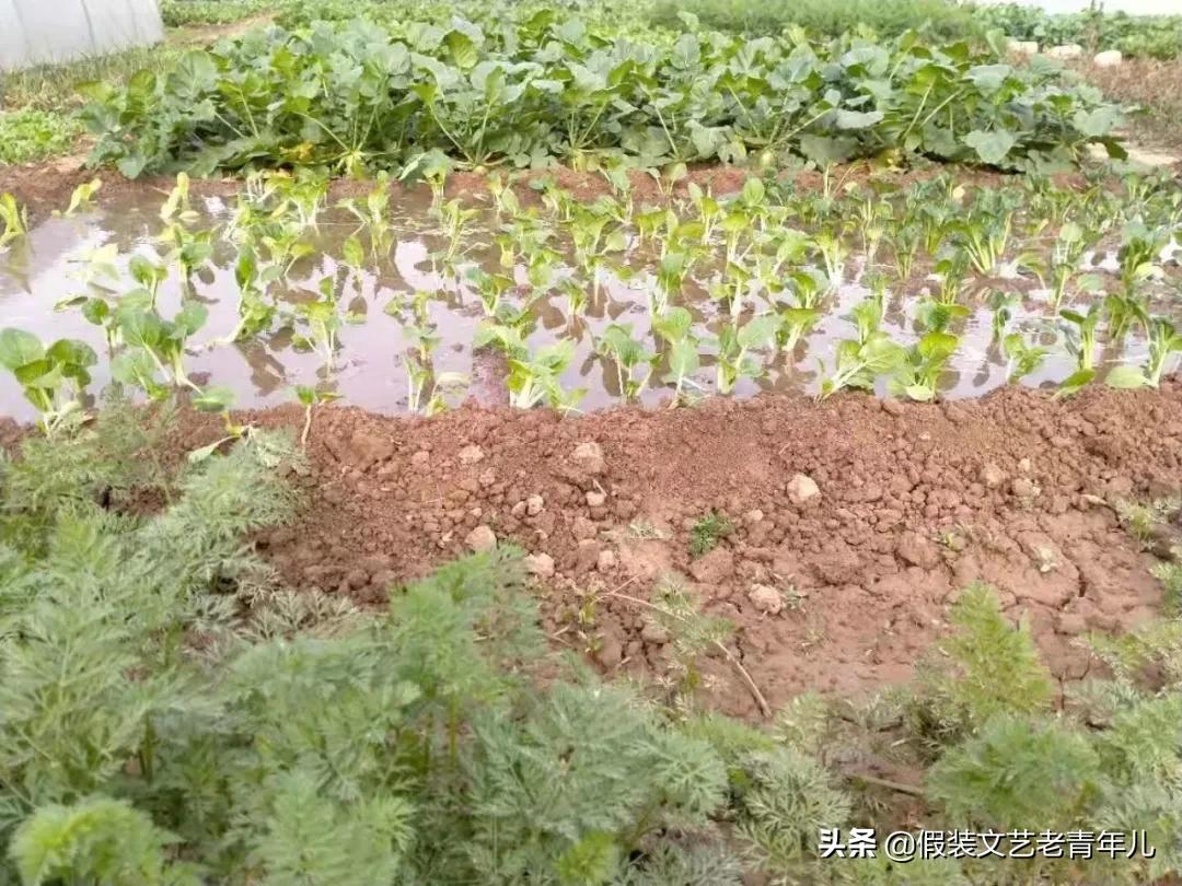 河南人也有这样的情节！拈花微笑：听菜，更是一种境界