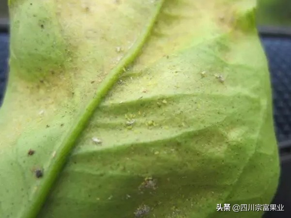 李子树常见的病虫害防治方法,如何防治李子树虫害