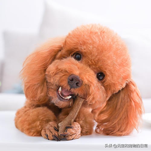 养好一个泰迪的注意事项,养泰迪犬怎么能长寿