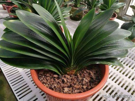 “3种花”冻伤不要扔,教你这样做,快速恢复生机,很有观赏性