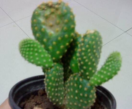 仙人掌嫁接蟹爪兰仙人掌蔫了,仙人掌全软了蔫了怎么办