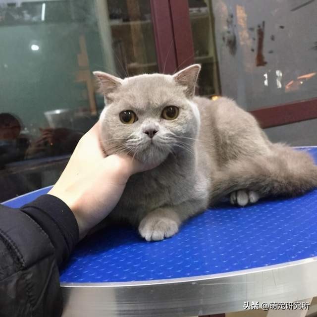 新手适合养英国短毛猫吗,养一只英国短毛猫每个月花费多少