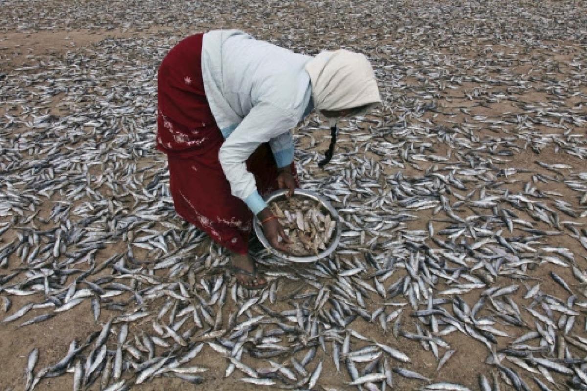 上万条鱼随暴雨从天而降,暴雨过后上万条活鱼从天而降