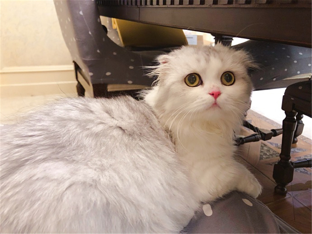 辟谣宠物猫,辟谣猫毛吸入肺里