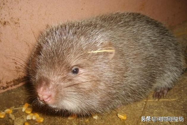 小老鼠也能成为宠物,小老鼠可以养吗