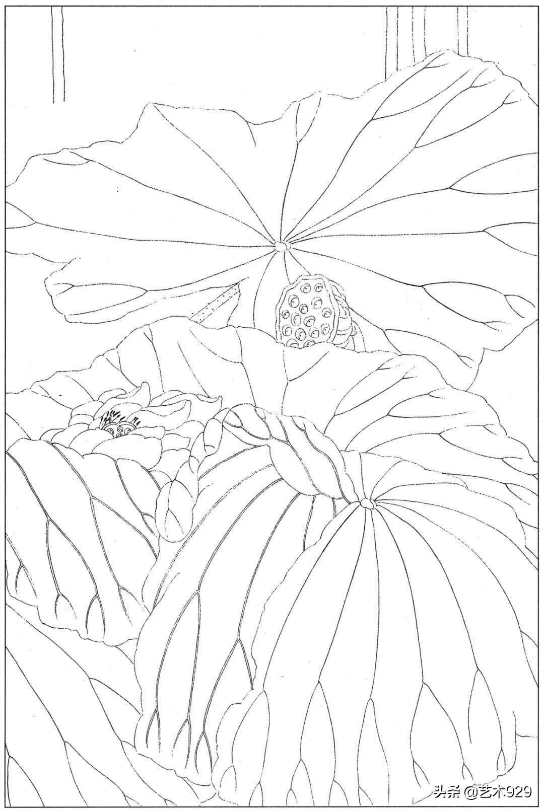 余稚荷花蜻蜓图高清白描底稿,白描荷花勾线方法讲解视频