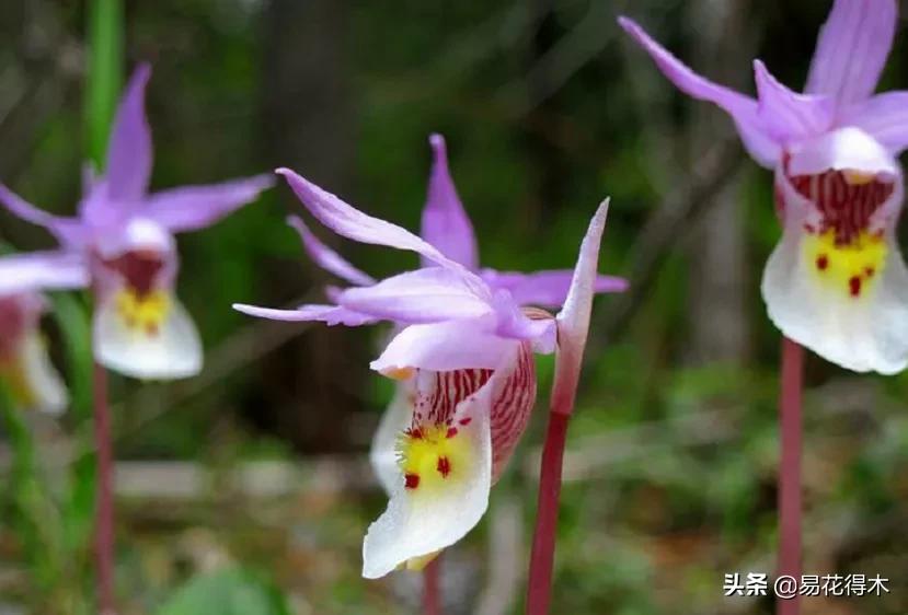 布袋兰花品种图片大全,我国特有的单种属珍稀濒危兰花