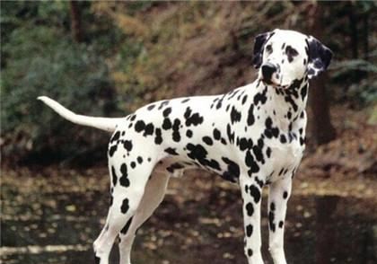 各品种犬最常见的遗传缺陷，在养待养的都看一下