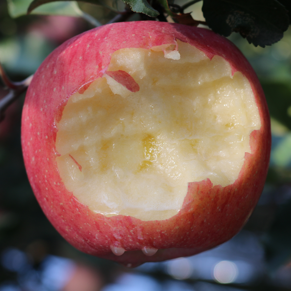中国哪个地区的苹果最甜最好吃,中国哪里的苹果最好吃