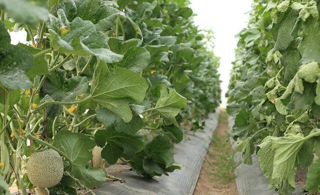 甜瓜好吃,什么甜瓜最好种植