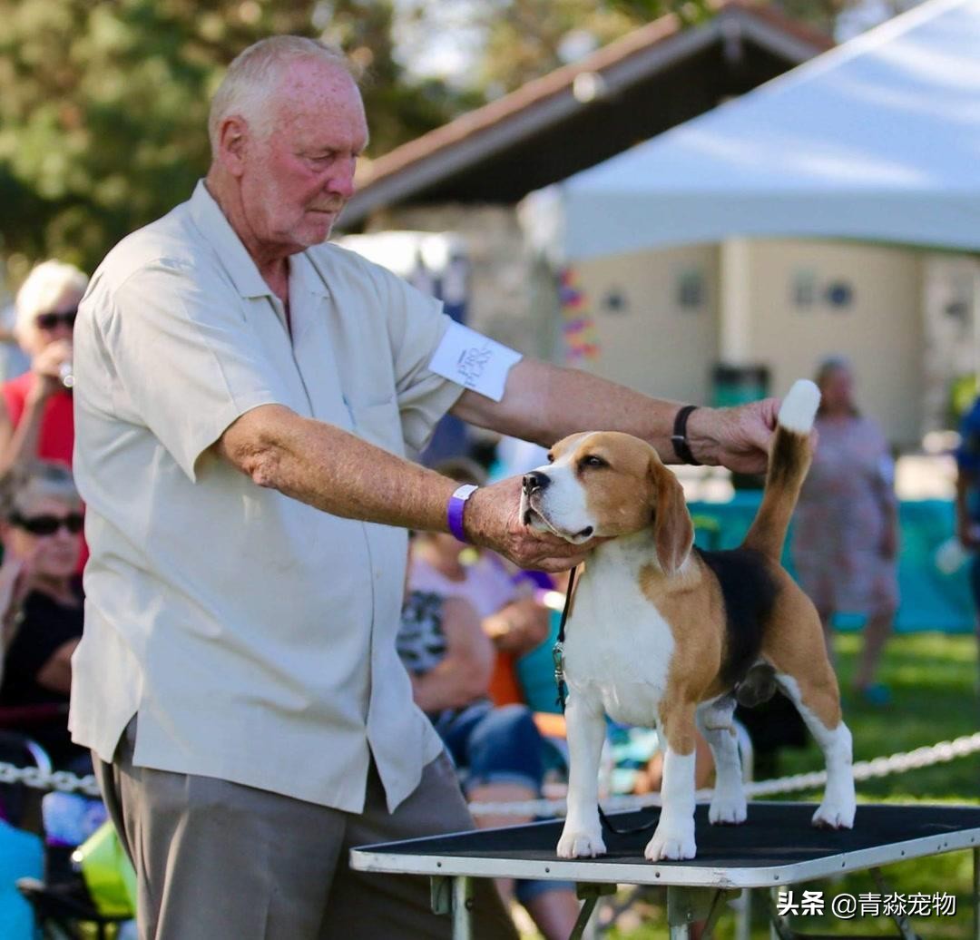 狗狗吃撑了呕吐拉稀怎么办,狗狗感冒了呕吐喂什么药好