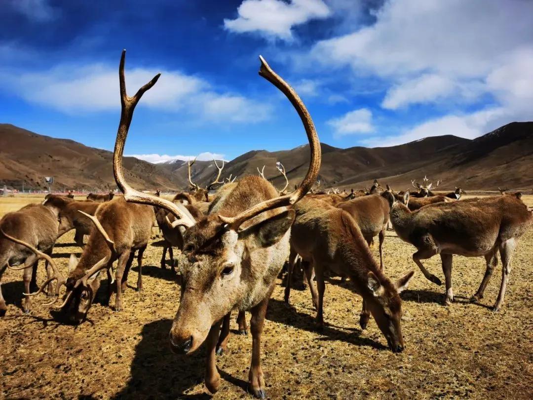 楂樺師涓婄殑椹箍,闈掕棌楂樺師涓婄殑椹箍