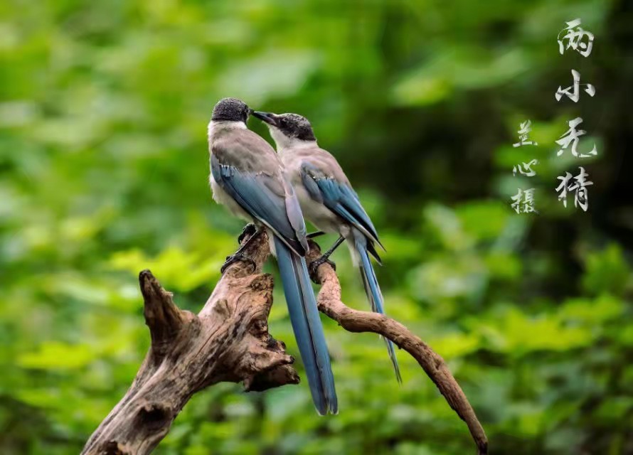 灰喜鹊为什么这么聪明,灰喜鹊为什么那么聪明