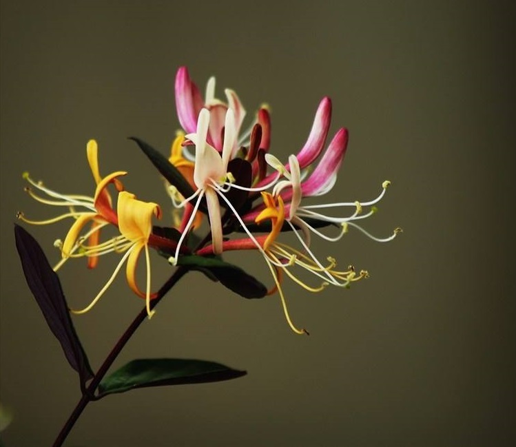 跟桂花一样香的木本花卉,比桂花还香的花一年开花200多天