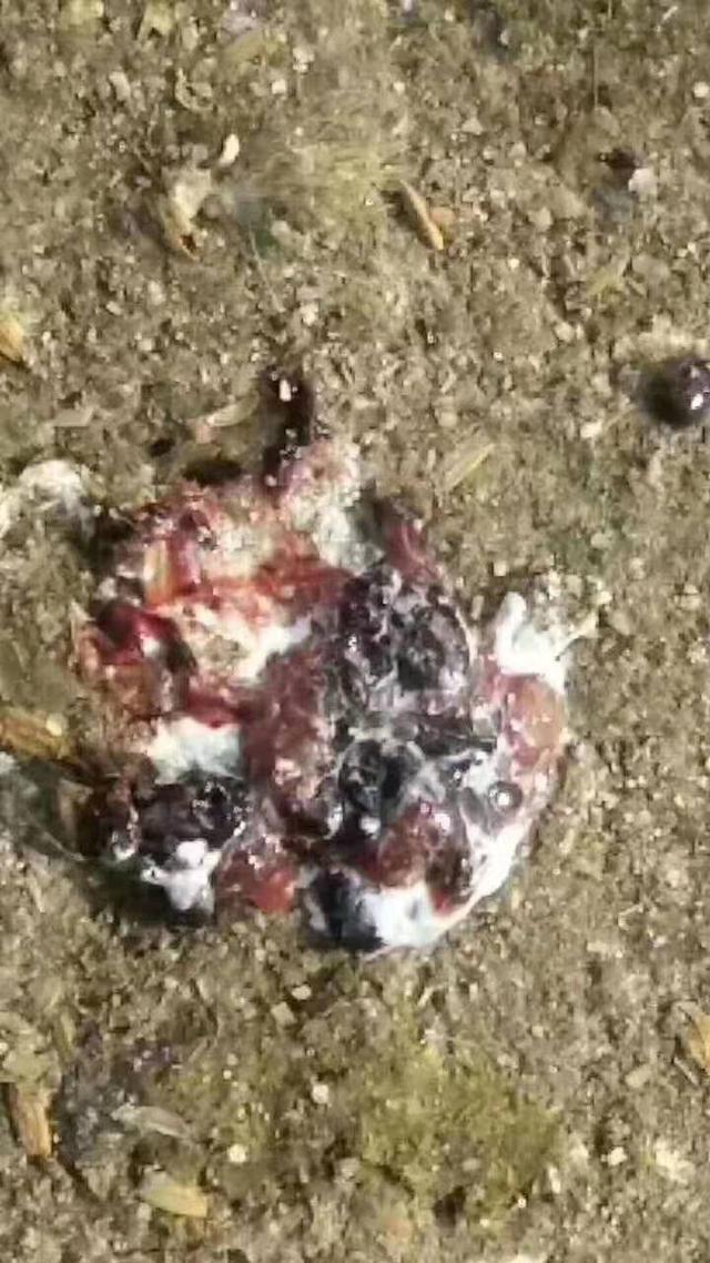 球虫治疗特效药,球虫防治有绝招